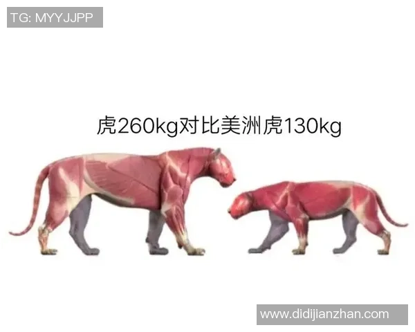 老虎大学与墨西哥美洲的激烈对决精彩回顾与分析